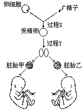 以下是某女性在一次生殖过程中生出的两个男孩示意图:(1)过程y的细胞