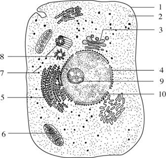 动物细胞平面结构图图片