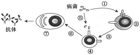 如圖表示病菌感染人體後,免疫細胞做出應答的部分過程.