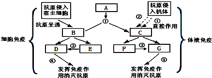 是人體特異性免疫的過程示意圖(圖中序號表示過程,英文字母表示細胞)