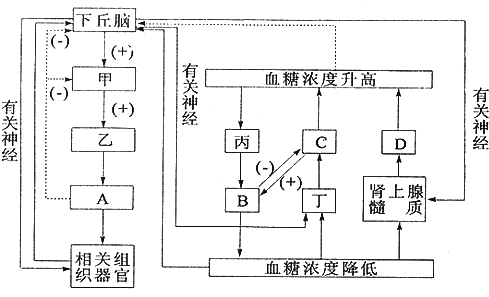 下丘腦在人體生理調節過程中發揮著重要作用.