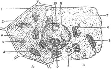 植物粘液细胞图片