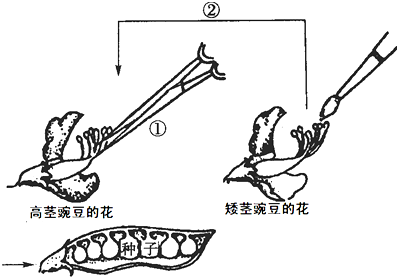 (3)红花(a)对白花(a)为显性,则杂种种子种下去后,长出的豌豆植株康哪