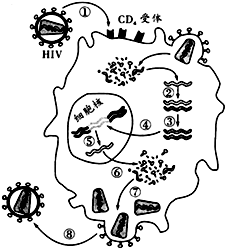 艾滋病病毒简笔画图片图片