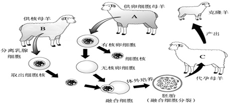 克隆羊过程图片