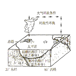 秘鲁寒流上升流带来丰富的诱饵,形成渔场  存在对流性环境,赤道