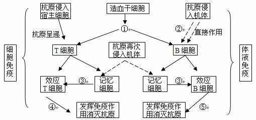 圖示表示人體內特異性免疫的過程,數字分別代表相應的生理活動,據圖