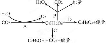 下圖是光合作用和細胞呼吸的示意圖,請根據圖示回答下列問題