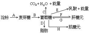 糖类的消化过程示意图图片