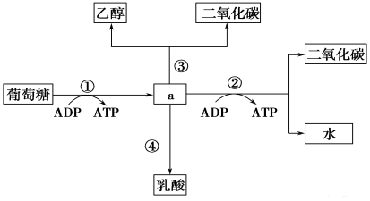 (2)反應①②③④中,必須在有氧條件下進行的是