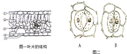 如图为显微镜下菠菜叶横切面示意图和叶片表皮细胞和气孔的模式图,请