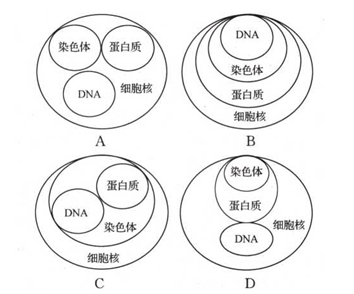 c(解析:细胞核与染色体是包含关系,染色体与dna,蛋白质是包含关系