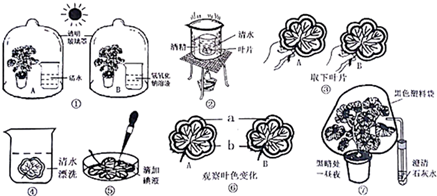 银边天竺葵实验过程图片