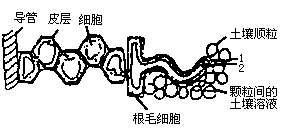 如圖所示根成熟區細胞縱切圖,據圖回答