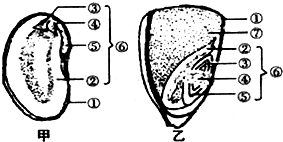 請你仔細觀察菜豆種子和玉米種子的結構圖,回答下列問題.