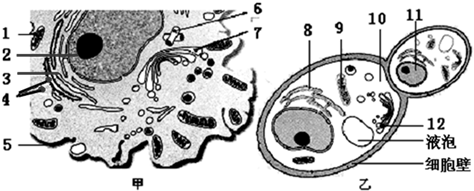酵母菌出芽生殖手绘图图片