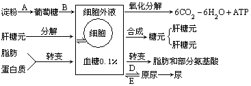 糖类的消化过程示意图图片