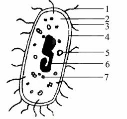 初二生物细菌图图片