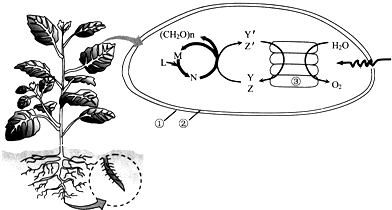 如圖所示是某植物及其葉綠體的示意圖,圖中數字代表結