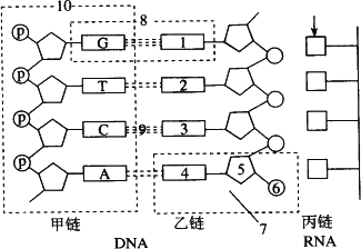 如下图表示dna的一部分和rna的一片段,请根据图回答下面的问题