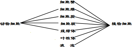 請用線將動物細胞和植物細胞各自具有的結構連接起來