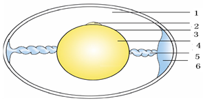 如图是鸟卵的结构示意图