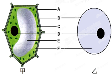 低等植物细胞结构图图片