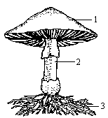 在蘑菇的结构图中