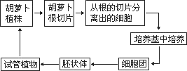 下图是科学家将胡萝卜的韧皮部的细胞培养形成胡萝卜植株的过程示意图