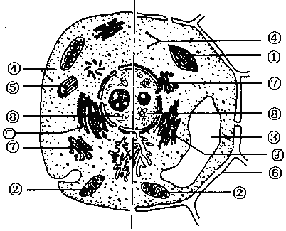 如圖為高等動,植物細胞亞顯微結構圖,根據圖回答:(示例:[1]細胞膜 )