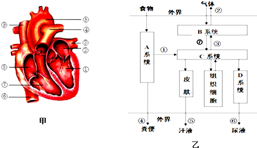 图甲是心脏解剖,图乙a,b,c,d分别表示人体的四个系统,序号①