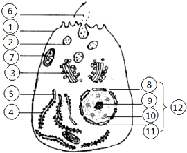 豚鼠胰腺腺泡细胞图片