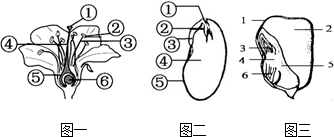 玉米果实结构图片