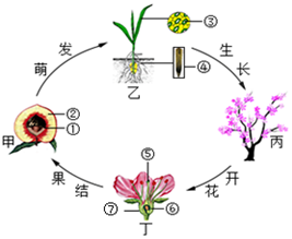 桃树花芽分化示意图图片
