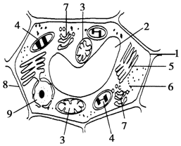 如圖是某種真核生物的細胞亞顯微結構示意圖,試據圖回答