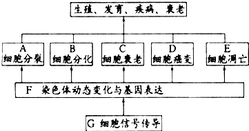 使淋巴細胞大量死亡,淋巴細胞大量死亡是否屬於細胞凋亡?