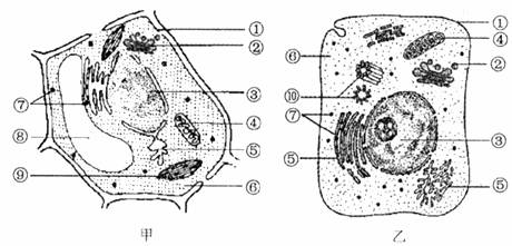 石细胞内部结构图片