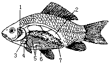 鲫鱼内脏结构图图片