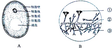 青霉形态结构图片