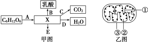 如圖甲圖為不完整的呼吸作用示意圖,乙圖為線粒體結構模式圖.