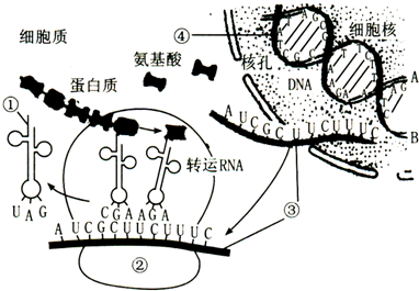 如图表示基因控制蛋白质的合成过程