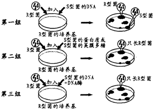 艾弗里实验格里菲斯和艾弗里实验的区别艾弗里肺炎双球菌转化实验图