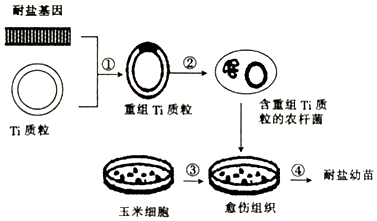 玉米维管束鞘细胞图片