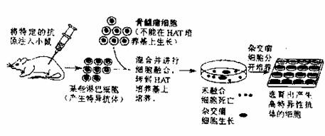 雜交瘤細胞培養到第十代會出現第一次危機