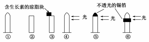 襄阳调研 图中能说明胚芽鞘尖端是感受光刺激部位的最佳实验组合为