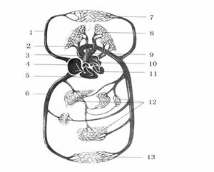 (2) 与右心房相连的血管是〔 〕 和〔 〕 