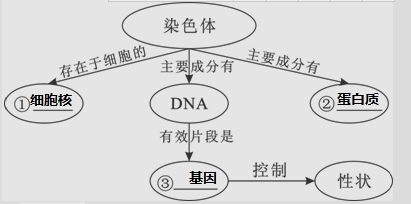 1 请将有关染色体知识的概念补充完整  2 染色体在