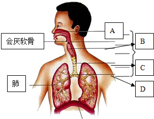 觀察人體呼吸系統圖,回答問題.