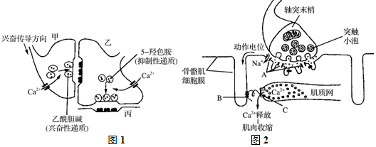 圖1表示由甲,乙,丙三個神經元(部分)構成的突觸結構,當興奮傳導至突觸