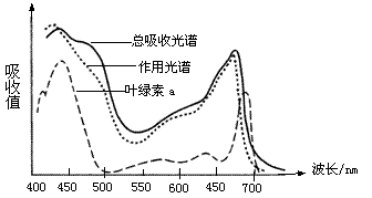 下图为正常绿色植物的叶绿素 a 的吸收光谱,色素总吸收光谱以及光合